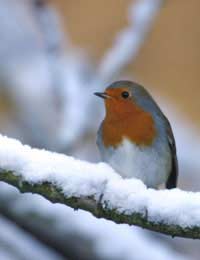 Winter Wildlife: Where To Go And What To See