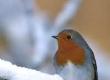 Winter Wildlife: Where to Go and What to See