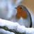 Winter Wildlife: Where to Go and What to See